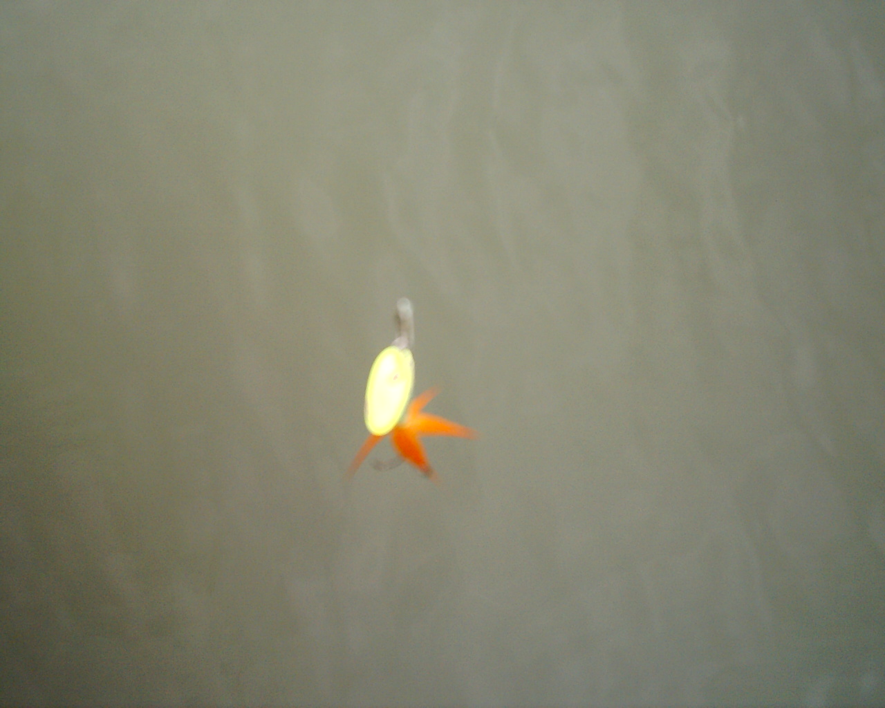 imag0080.jpg