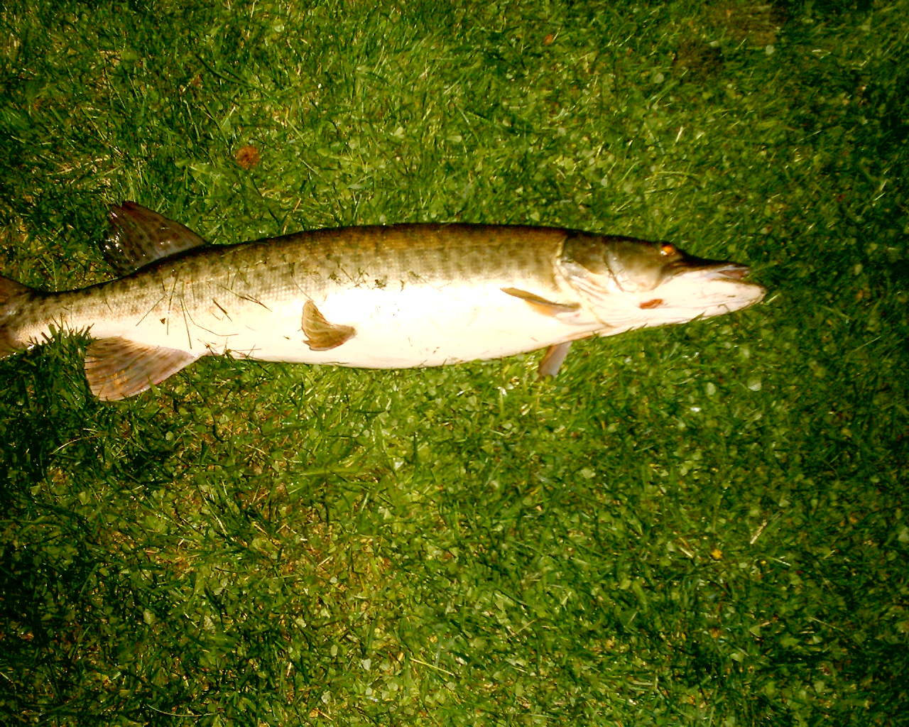 musky.jpg