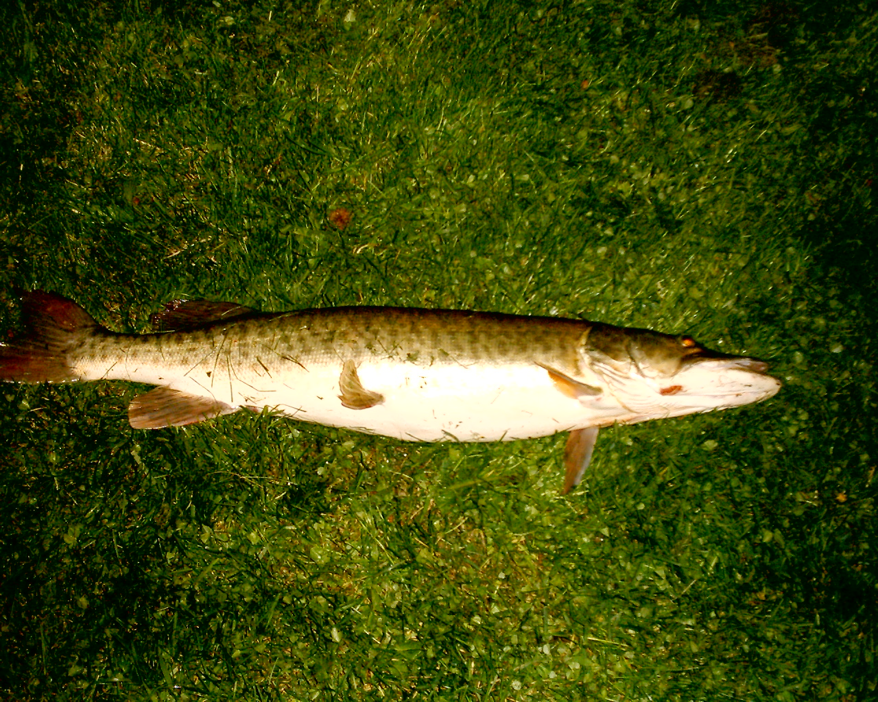musky2.jpg